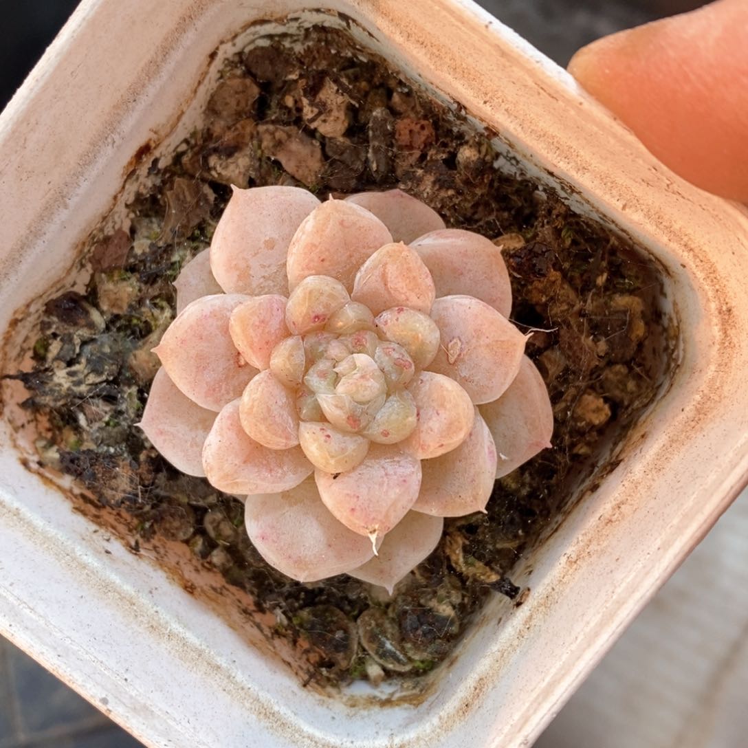 精品多肉一物一拆不包整237