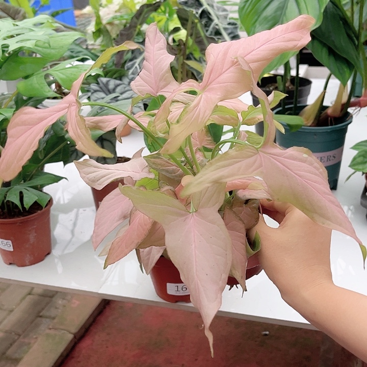 完全开放325 粉箭合果芋