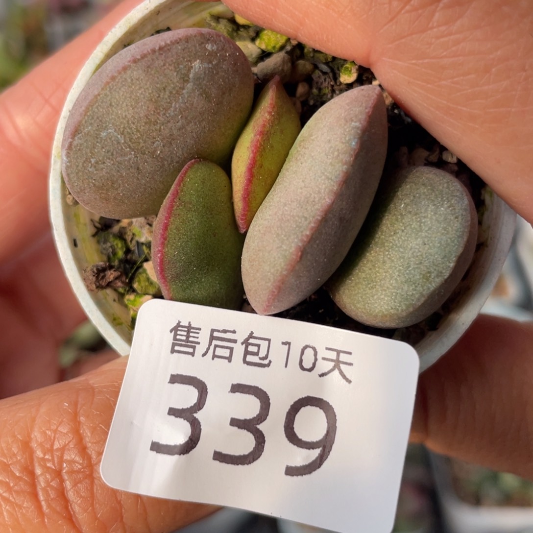 339。                  