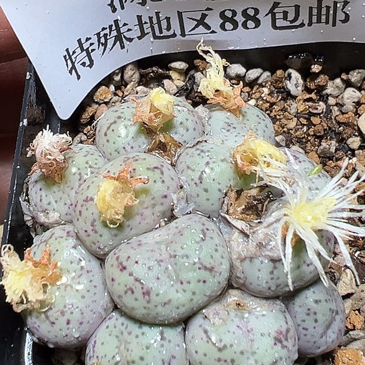 880号肉锥zyyyxyzyyyxy