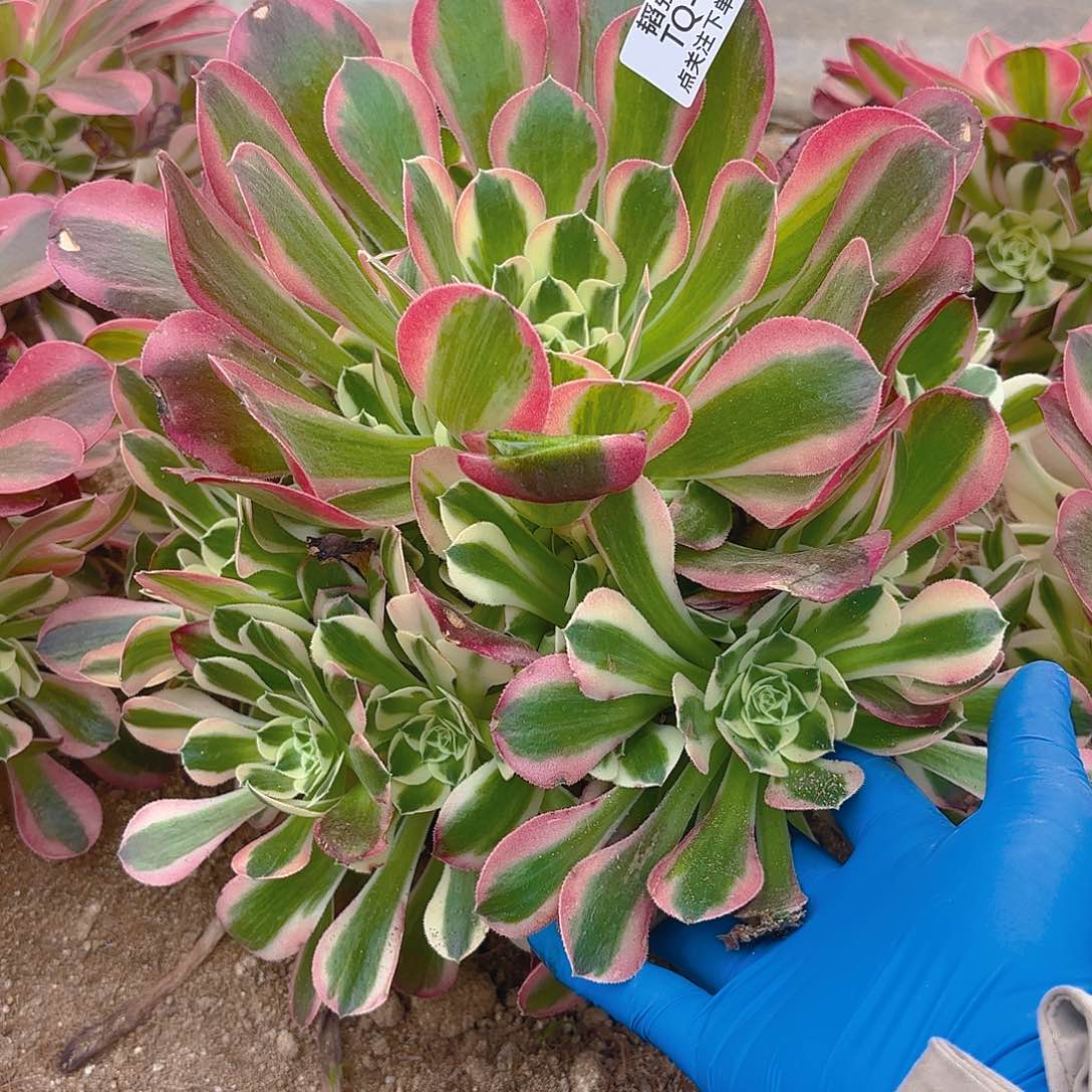粉水晶多肉植物三号352