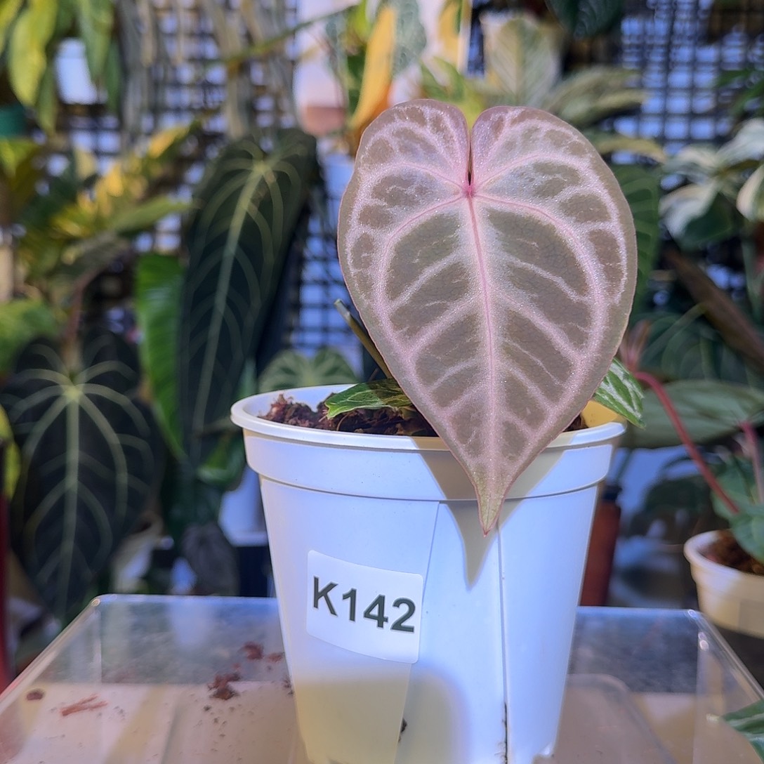 完全开放K142粉面杂神奇男孩