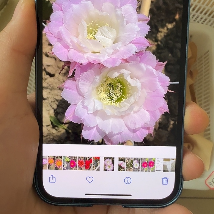 仙人球清库存3.30