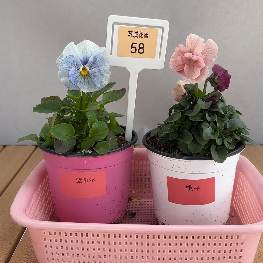 大部分开放少量花苞58