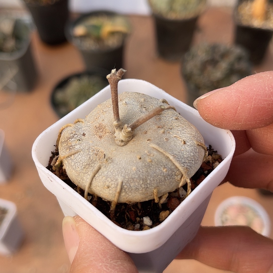 实生玉扣球兰一物一拍