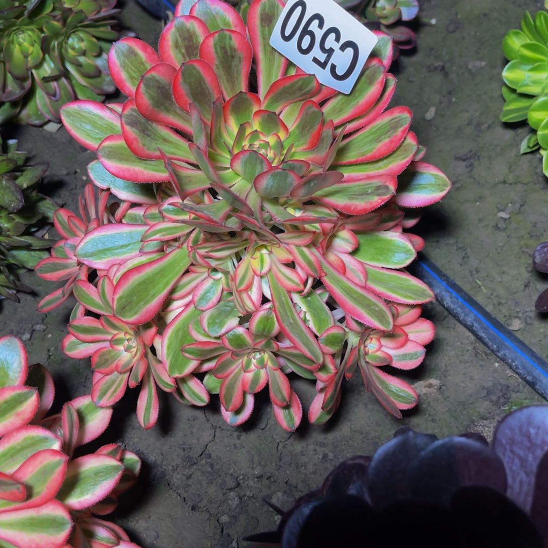 初恋法师26-1包邮