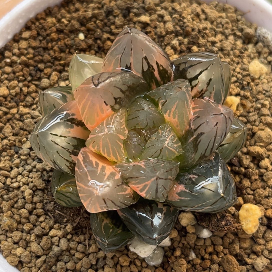 21om玉露锦福利专场