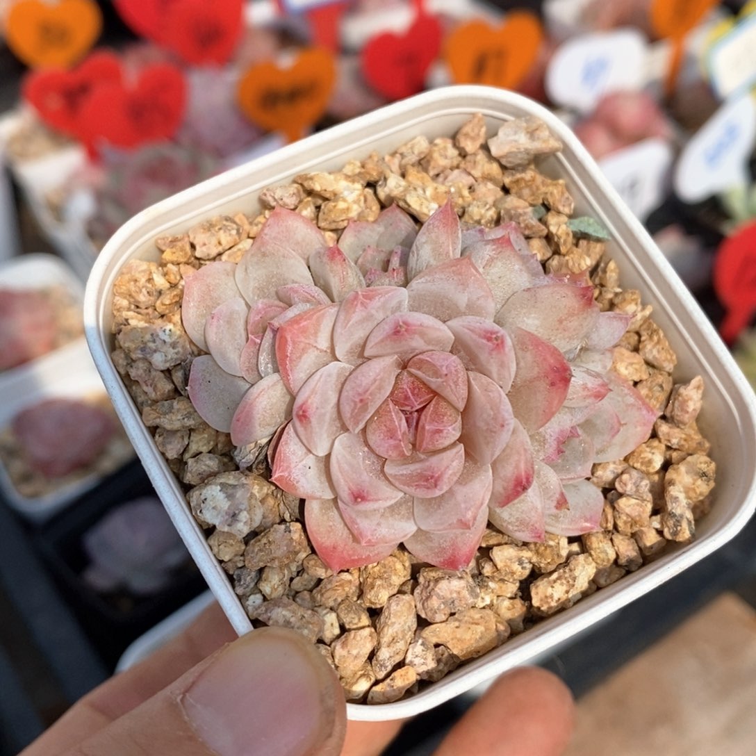 精品多肉一物一拍不包整32