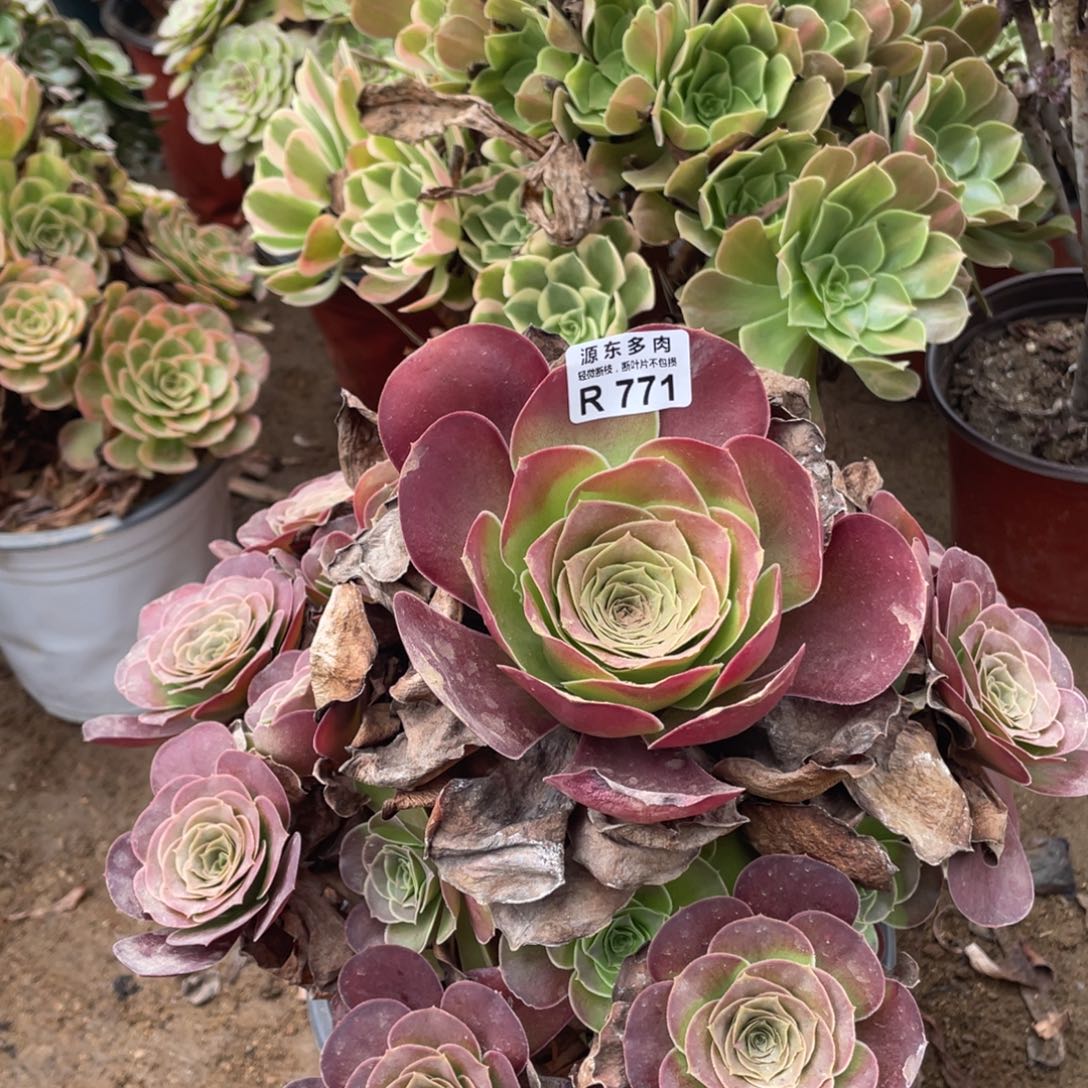 771魅金玫瑰多肉法师断枝不包