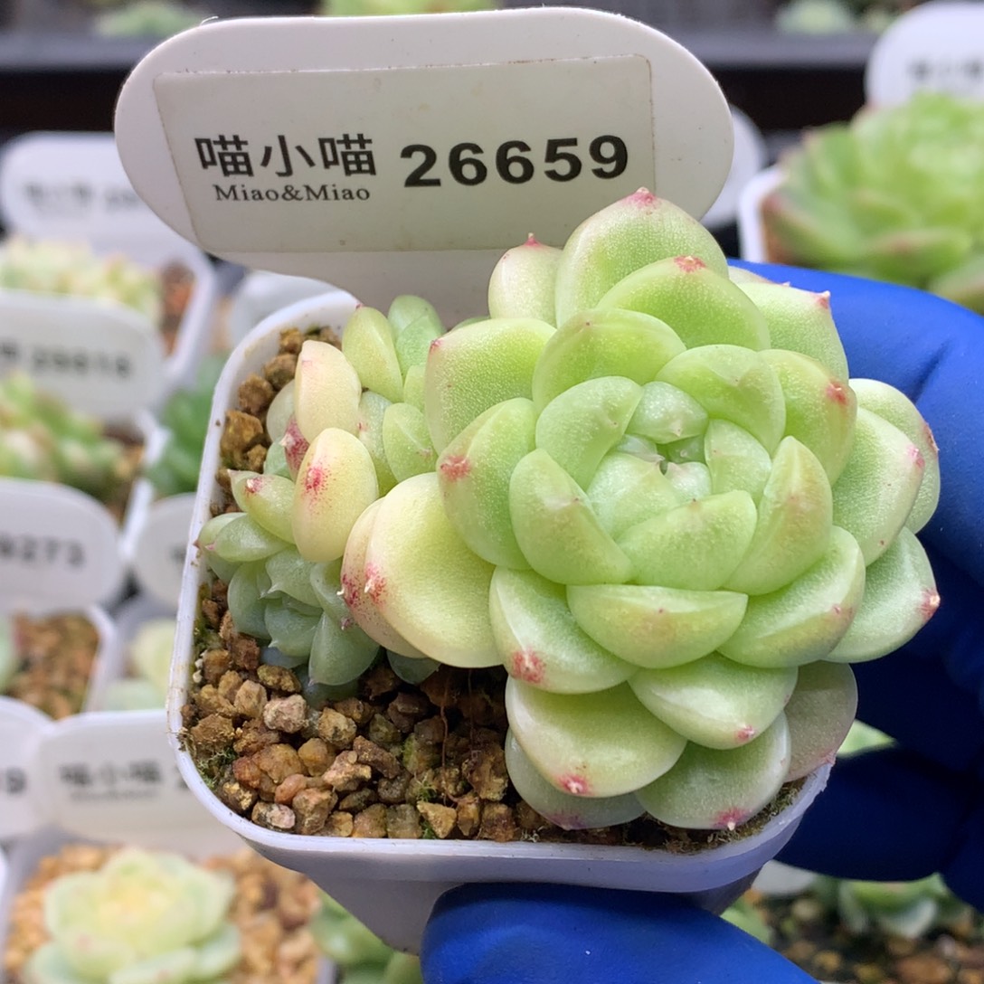 多肉植物杂交珍妮