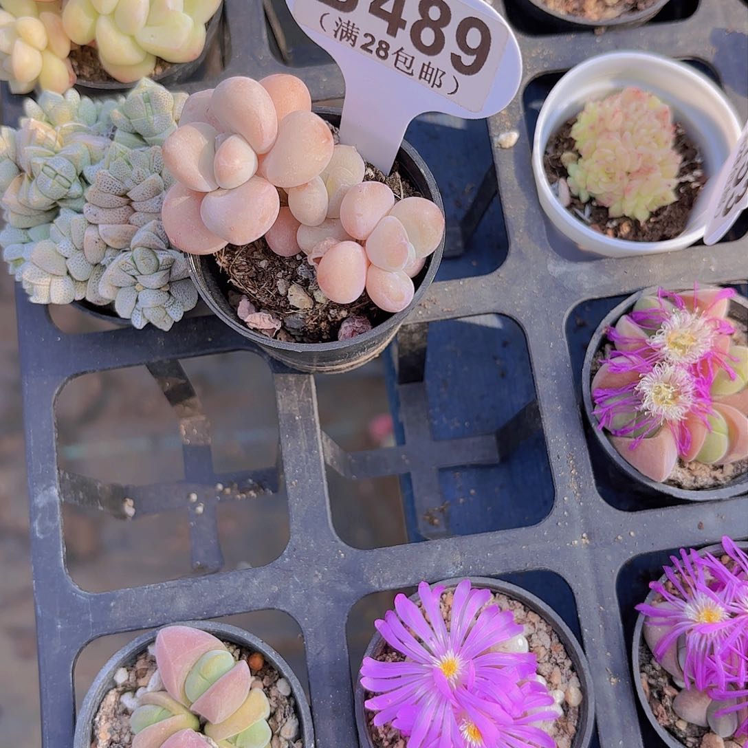 B489洛神一物一拍