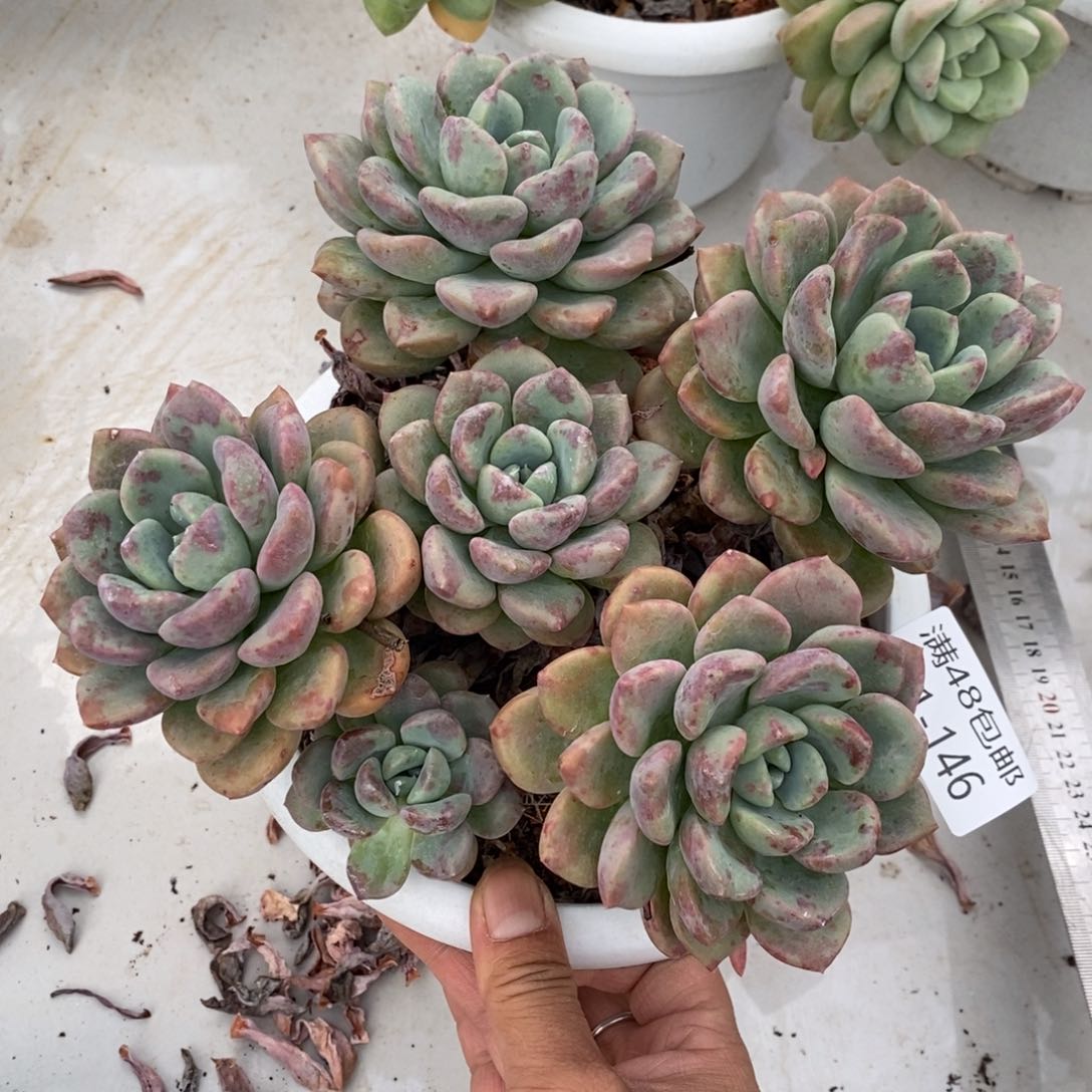 夏悦多肉901-146花瓣路