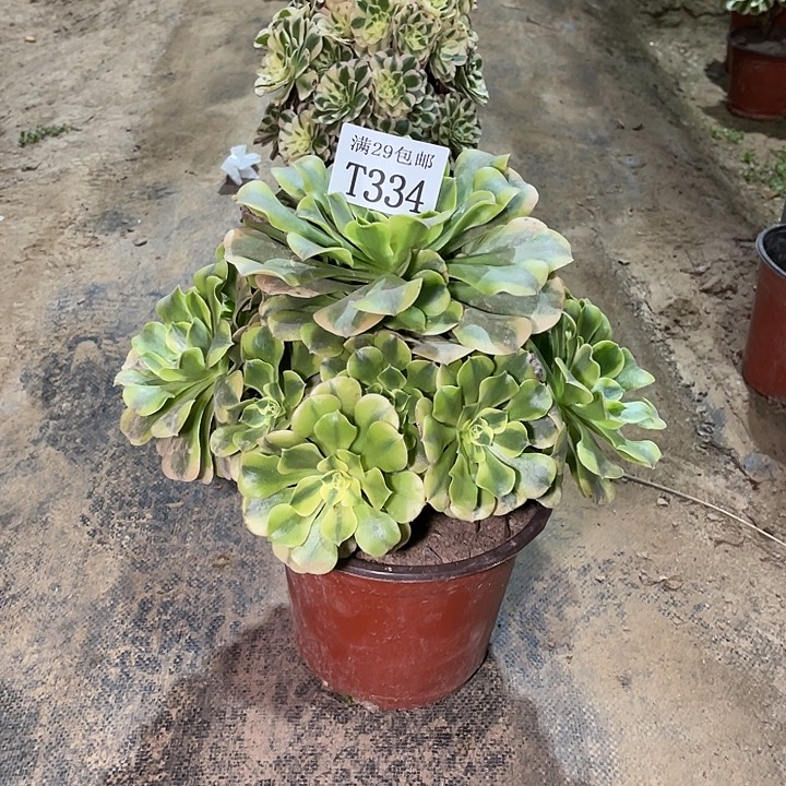 334绿豆沙多肉植物    
