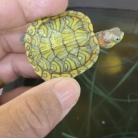 绿毛龟母密密麻麻嘛