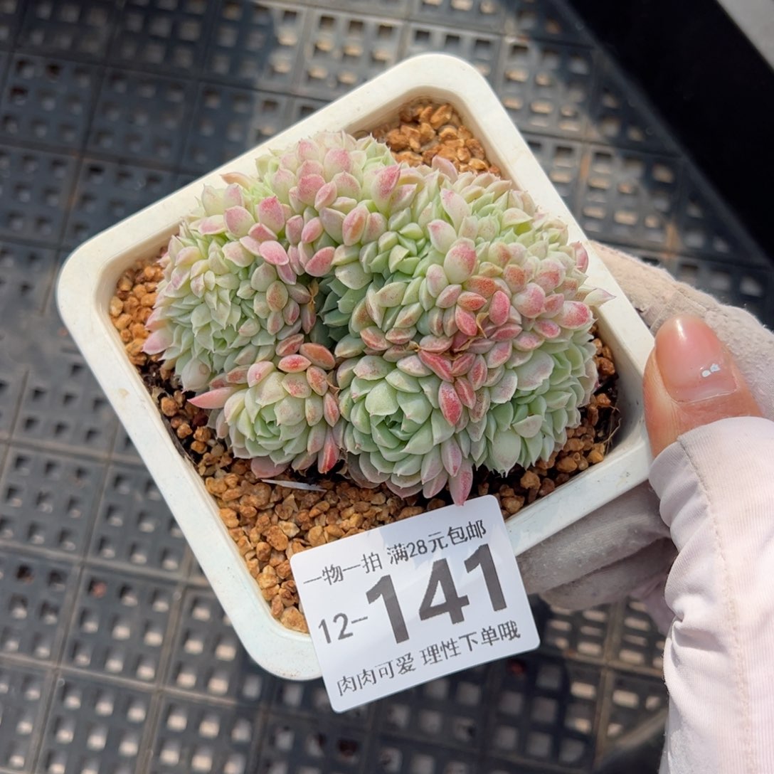 羊脂球缀化多肉单头多肉