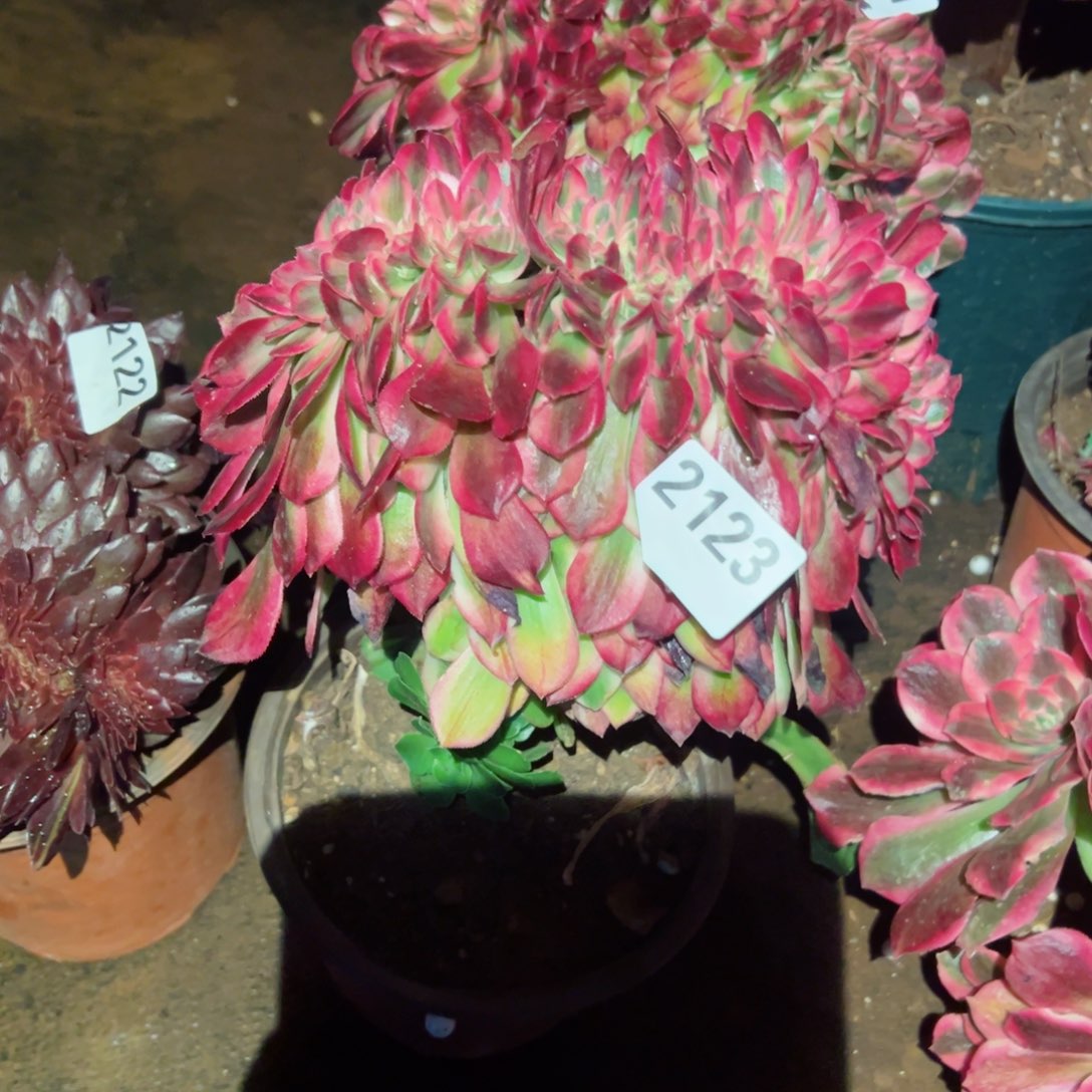 2123 号多肉植物法师新年福利