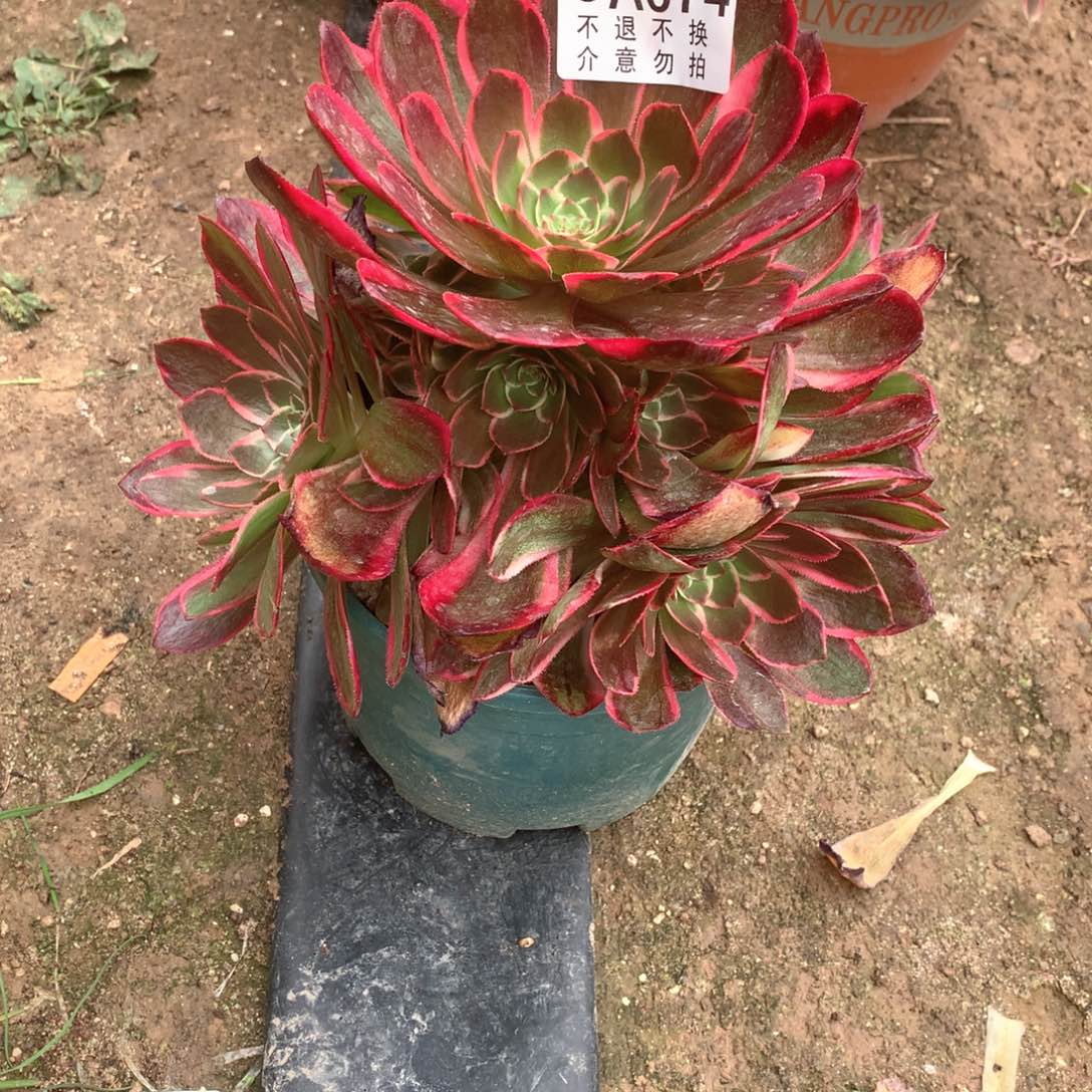 多肉植物粉花妖074