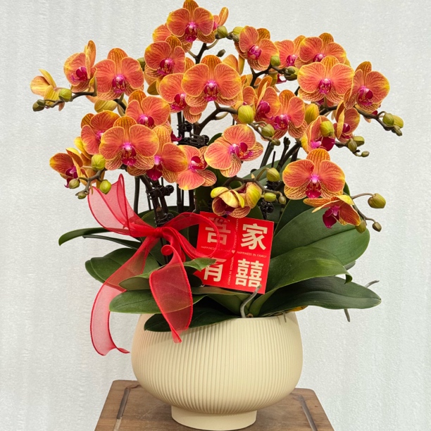 国之兰[大吉利] 经典款橙色蝴蝶兰室内花卉 基地直发