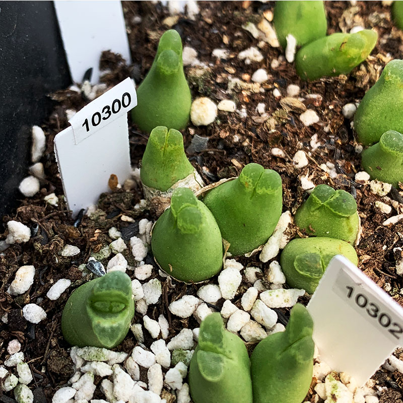 多肉植物肉锥超级奶瓶风铃一物一拍 1798.92 sb1141风铃