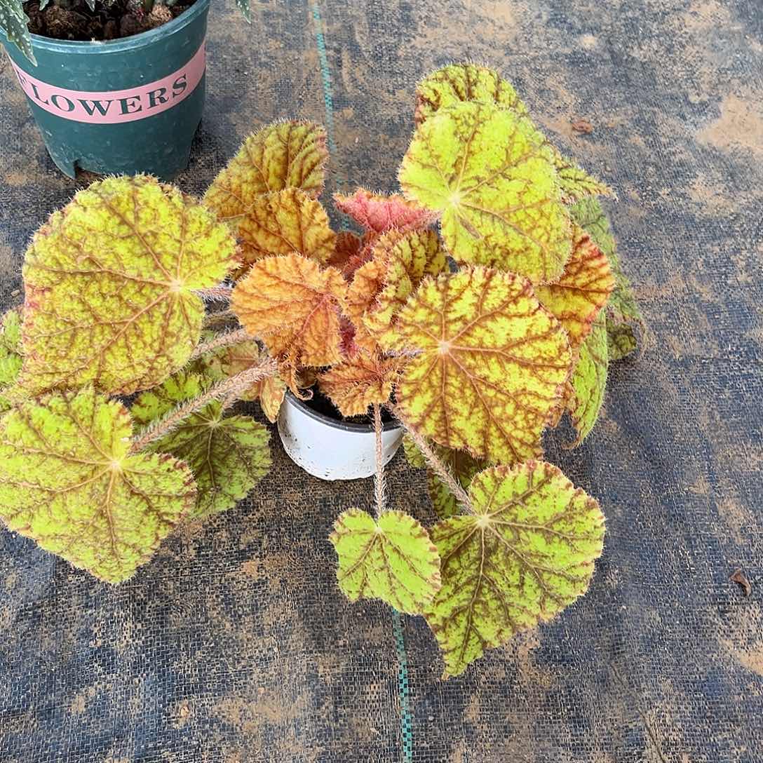 无花朵树莓蛋糕沈阳