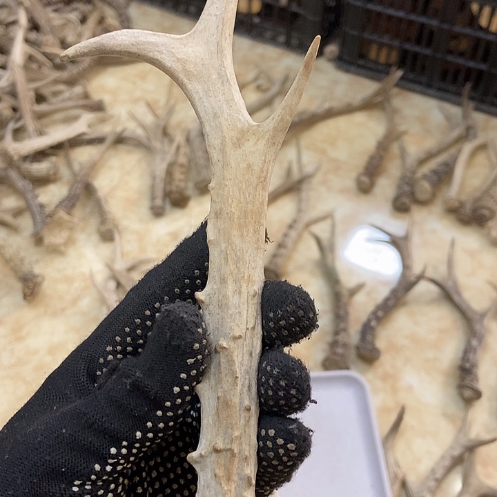 用***6大叶紫檀（黑酸枝木类）