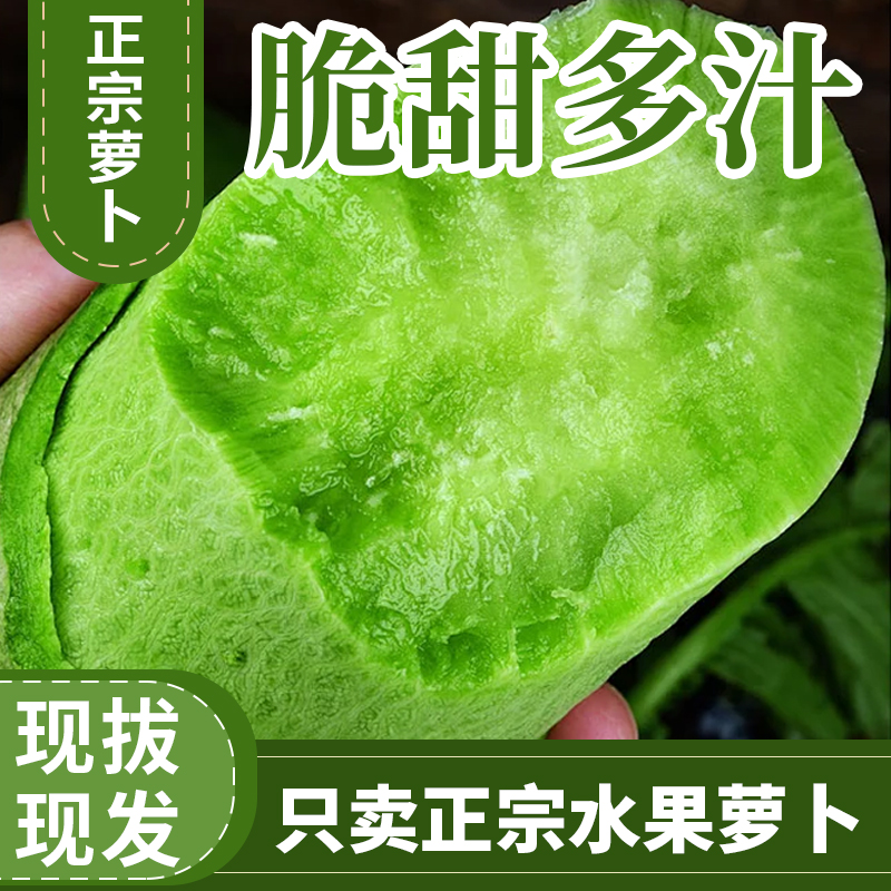 潍坊水果萝卜现拔现发脆甜微辣新鲜好吃适合生吃产地直发