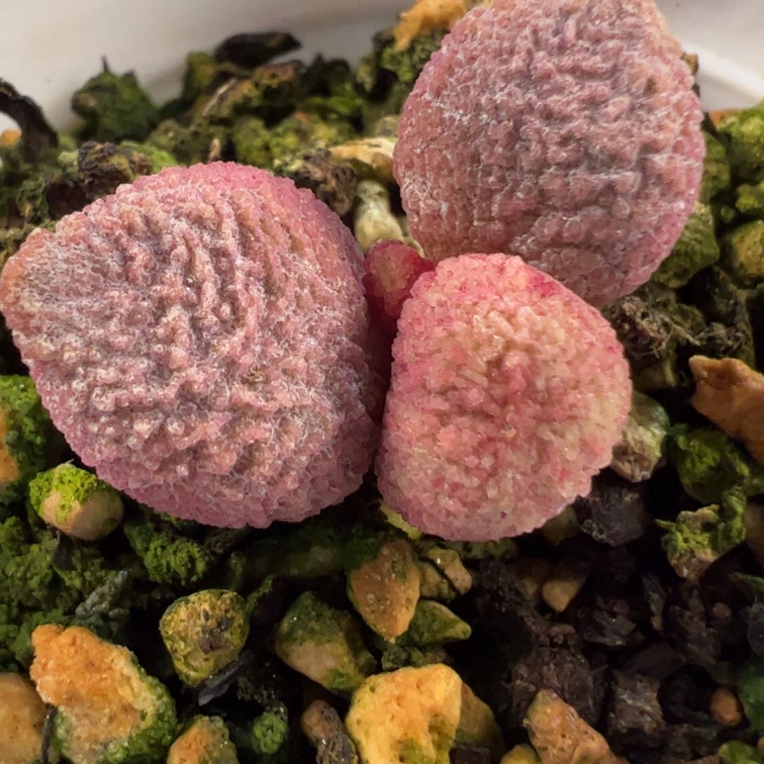 实生新品多肉植物水泡
