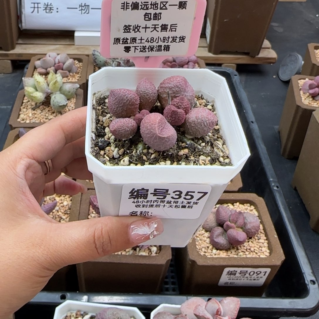 357水蜜桃多肉植物