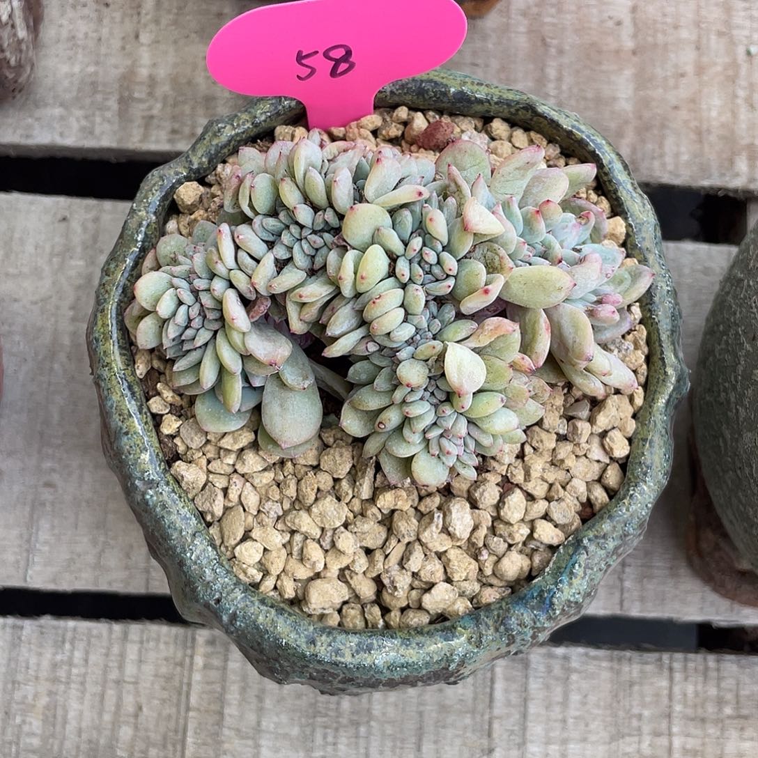 星影小缀-默认底切，介意慎拍