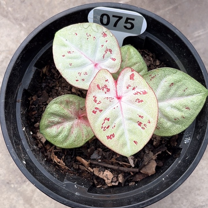 75-0212伊甸园彩叶芋广东现货