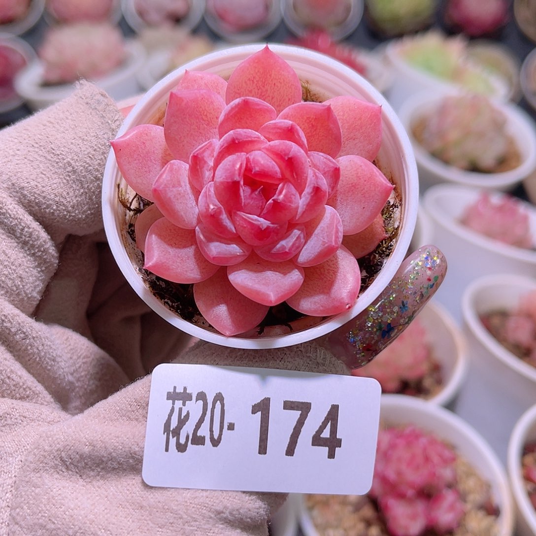 花利美20-174果汁单头