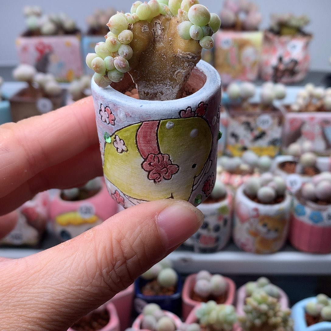萤火虫＂奶酪带盆发货