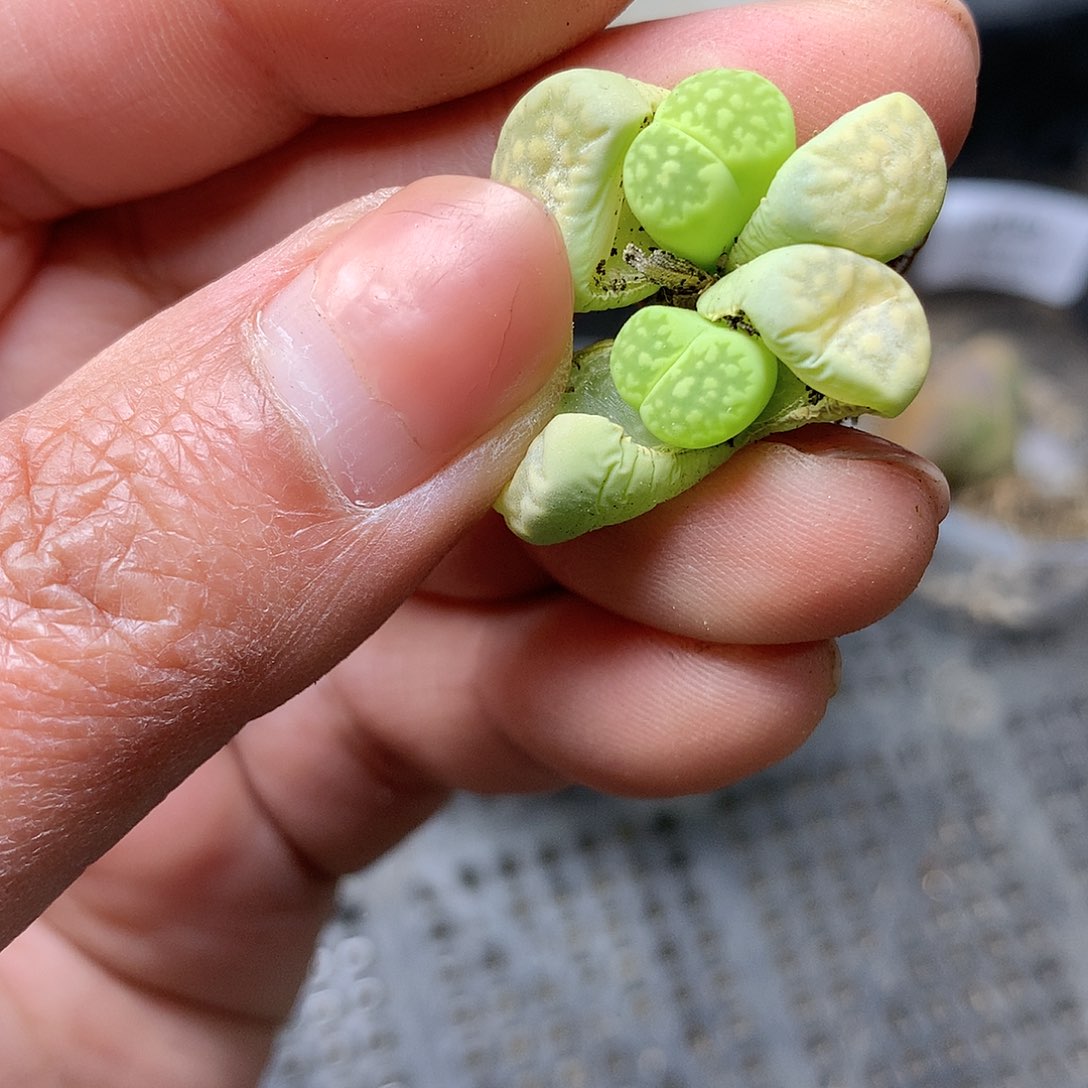 D57多肉植物保护研究所