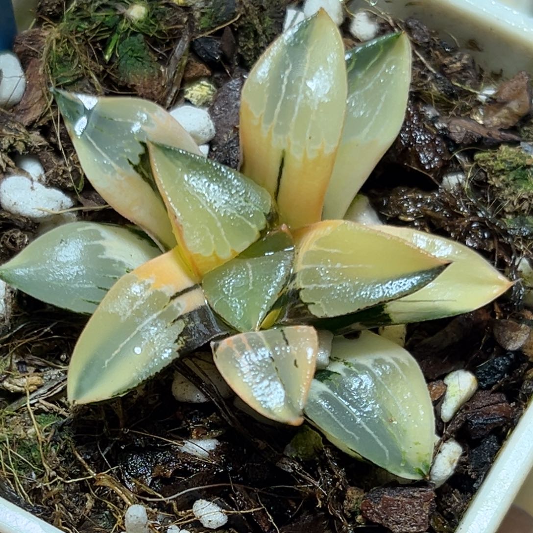 恭喜发财大吉大利922