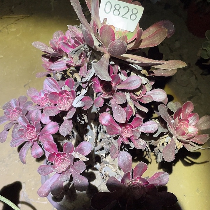 多肉植物法师828丽娜