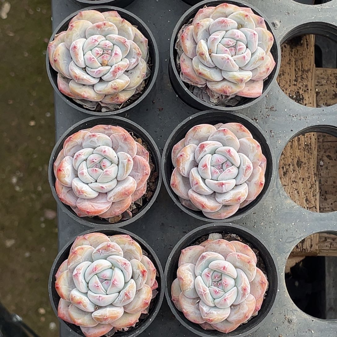 004号星影三公分左右10棵