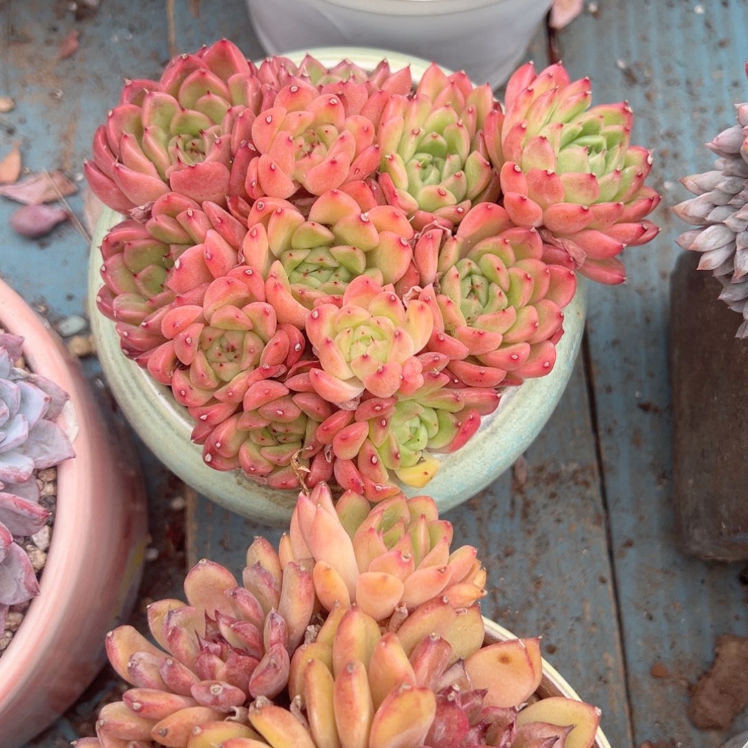 精品多肉植物老桩