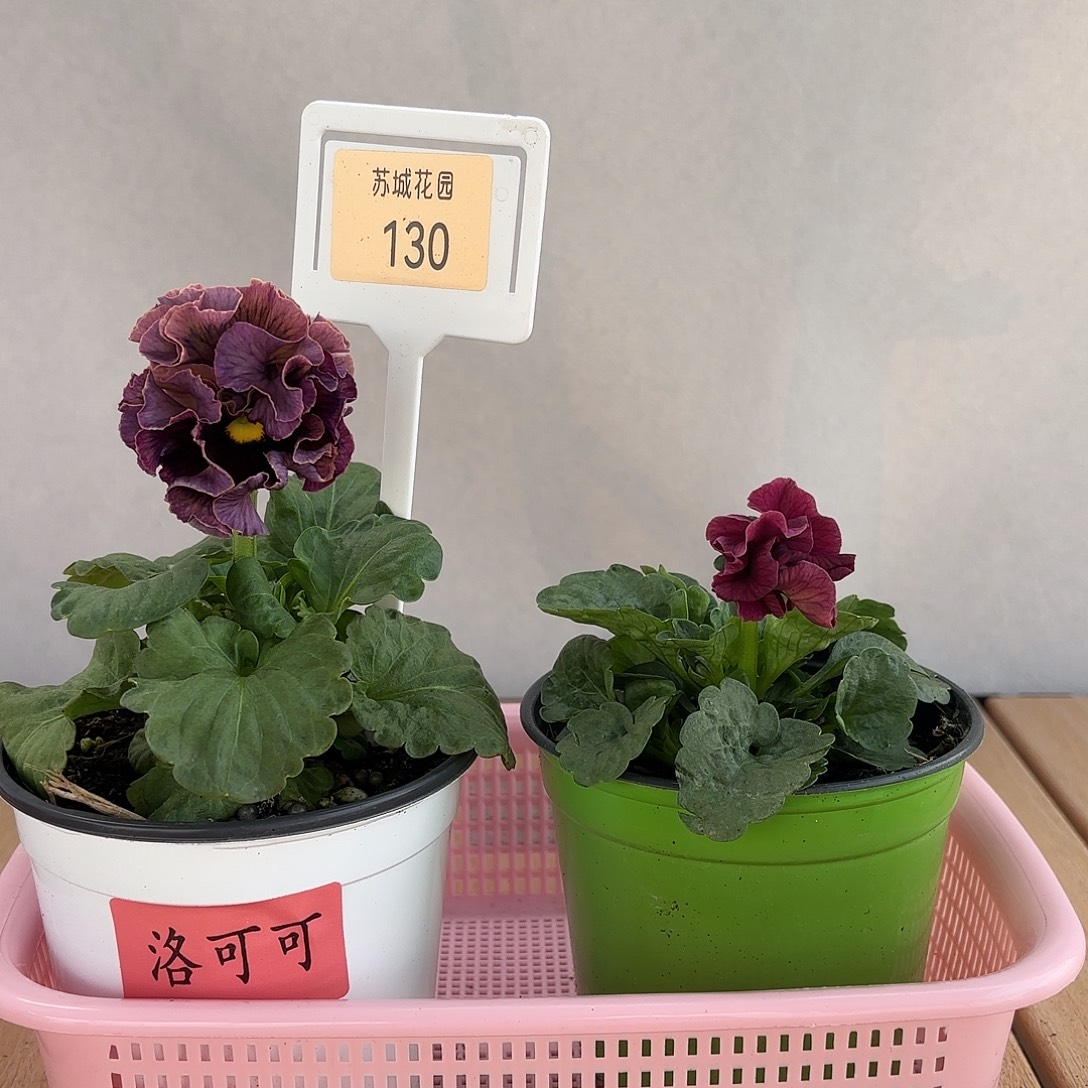 大部分开放少量花苞130