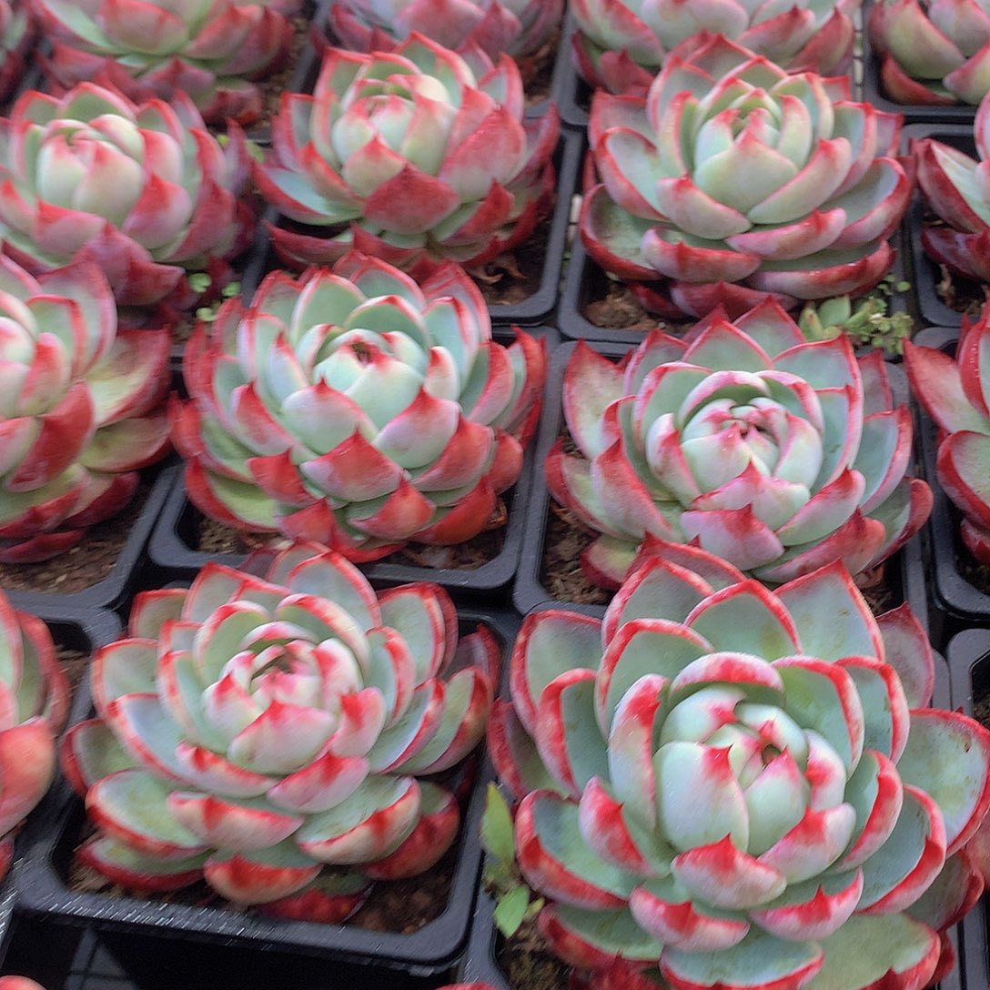 大惊鸿2456788999990000