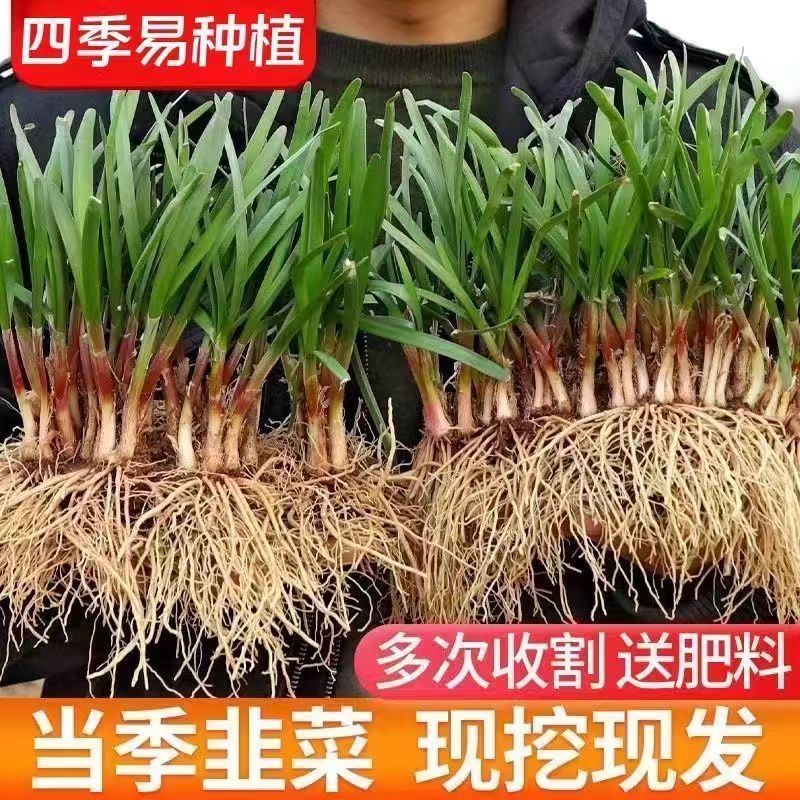 现挖紫红韭菜新韭菜根宽叶苗室内阳台四季盆栽大叶韭菜根庭院