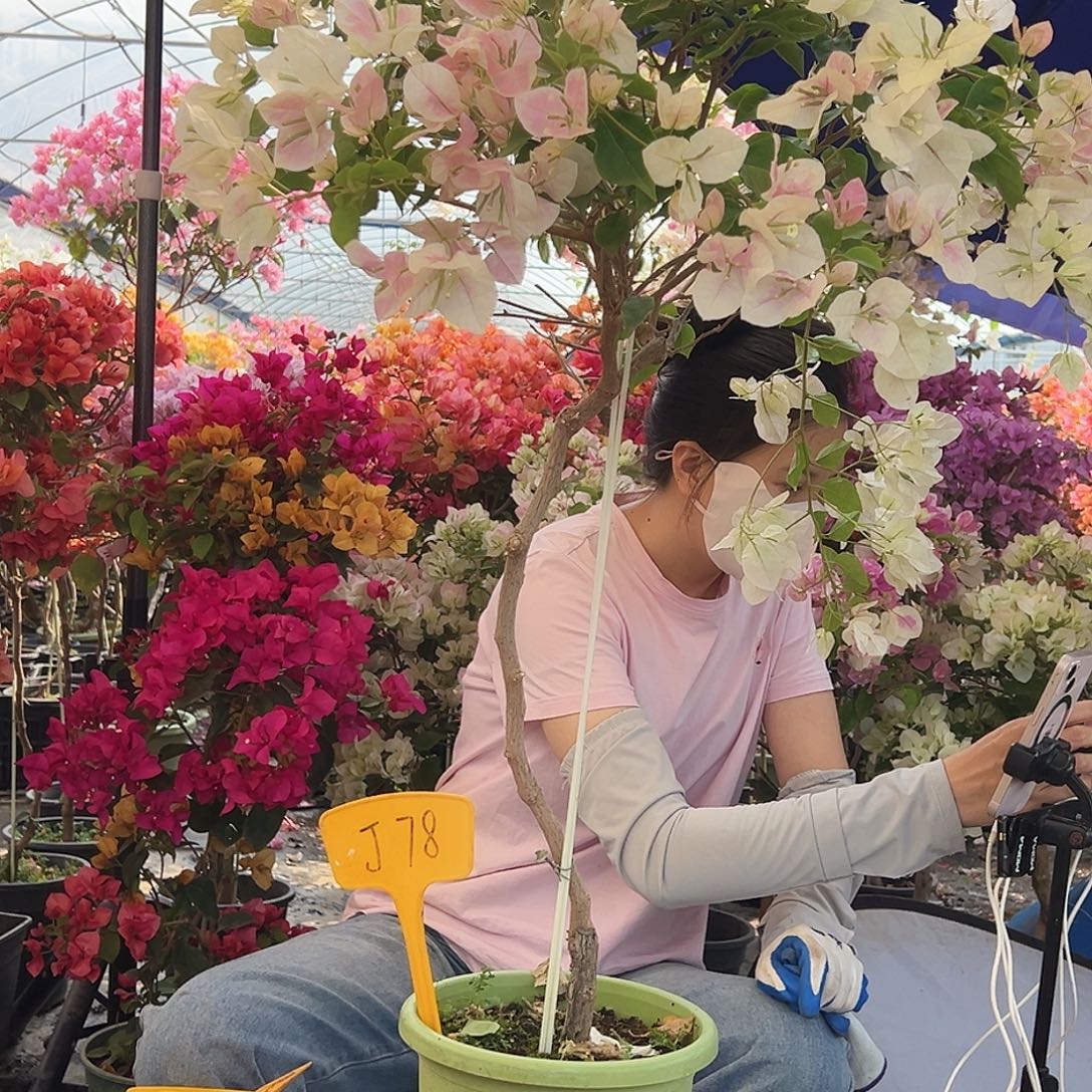 小****大部分花苞少量开放J78广红樱