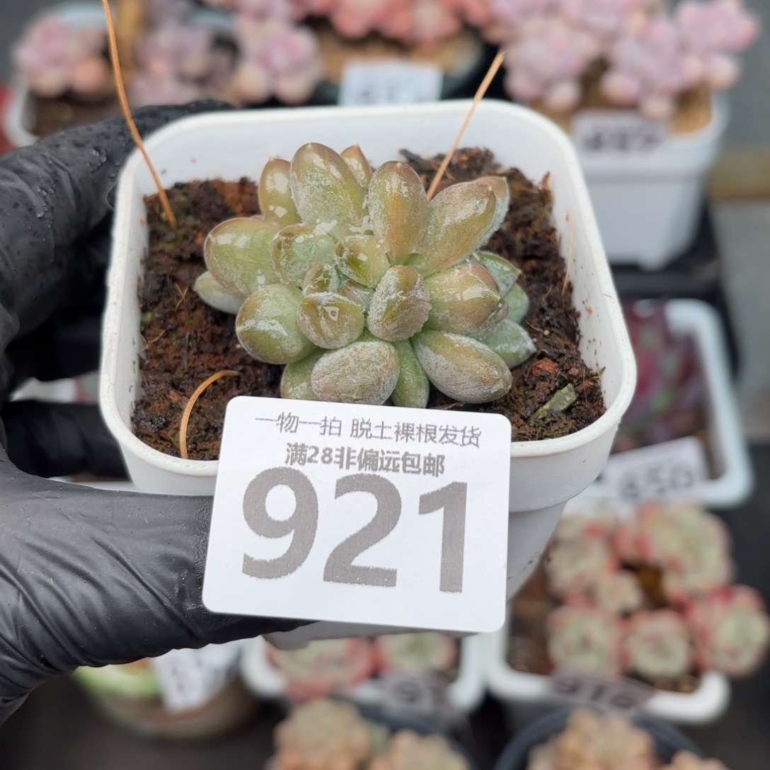 森林之心无盆土发货