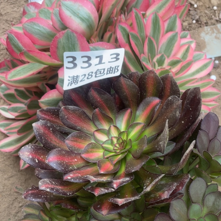 3313两个多肉植物A