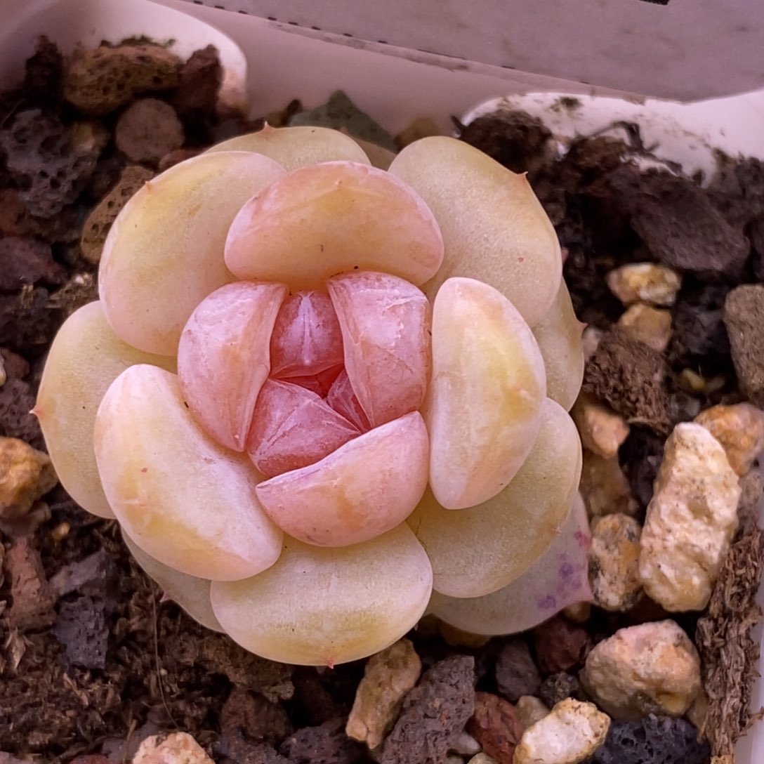 【闪购商品】08-102云岚