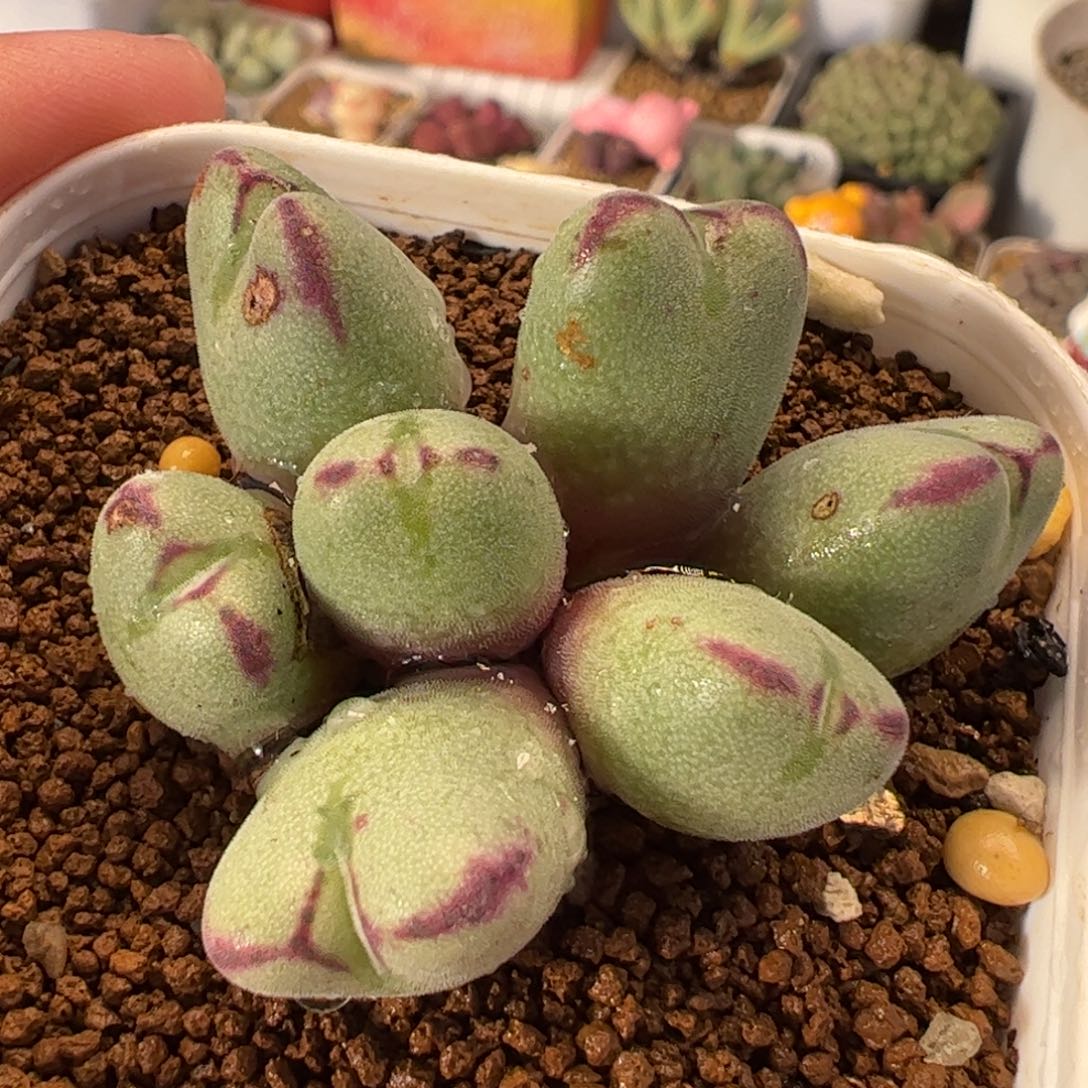 112多肉植物组合