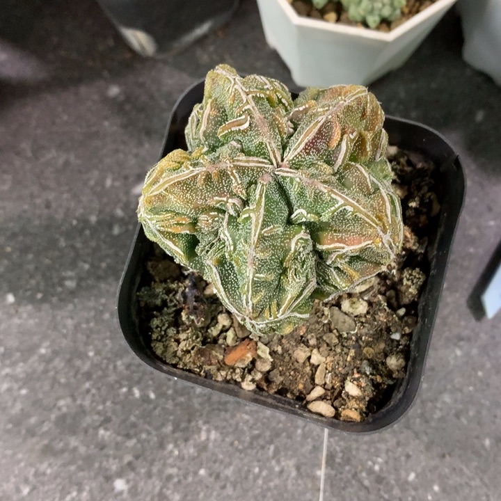 【闪购商品】一**涯开播福利实生实生