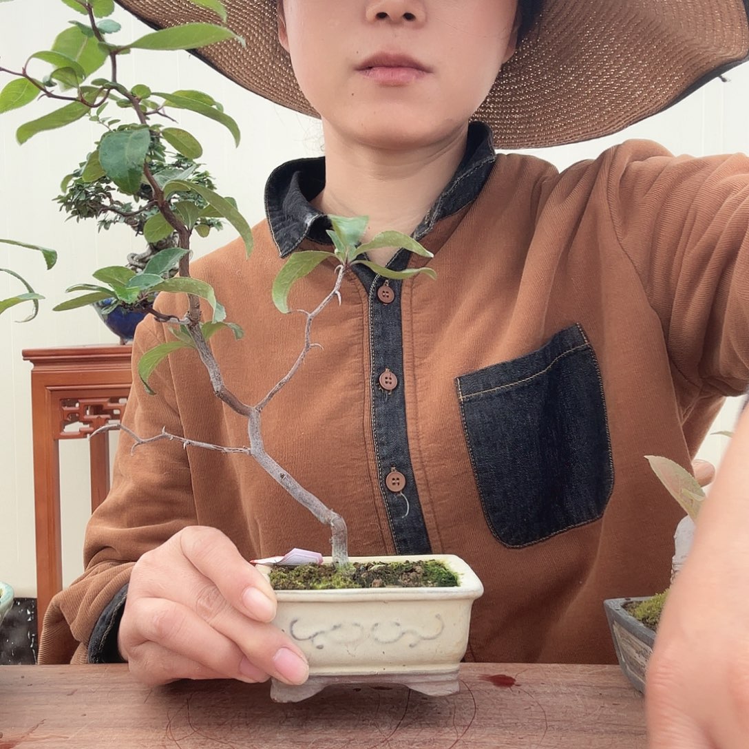 曙***光完全开放复色云龙海棠