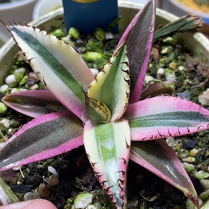 641龙舌兰龅牙锦特选福利