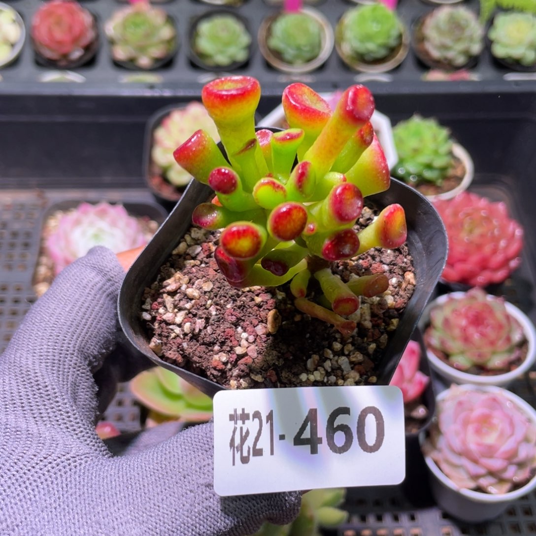 花利美21-460吸财树