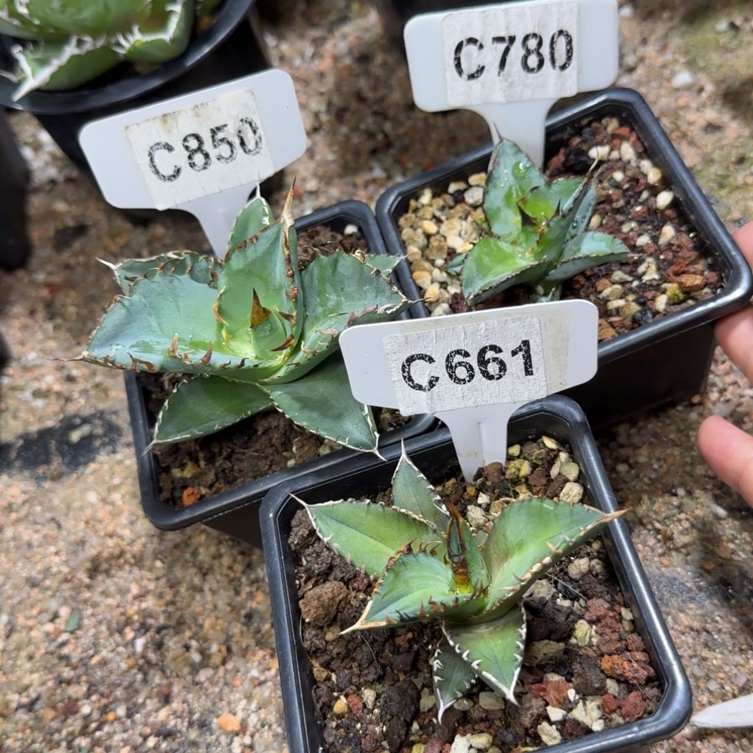 开播福利3颗如图……